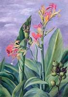 Unidentified Plants
