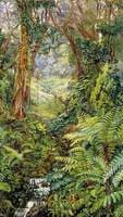 Valley of Ferns near Rungaroon, India