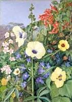 Various Species of Hibiscus with Tecoma and Barleria, Natal