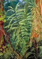 Vegetation and Ourang-Outang in Forest of Mattanga, Borneo