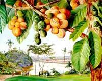 View from the Istana, Sarawak, Borneo