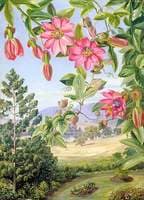 View in the Brisbane Botanic Garden