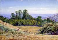 View in the Bunya-Bunya Forest, Queensland, and Kangaroos