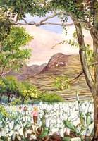 View in the Cochineal Gardens at Santa Cruz, Teneriffe