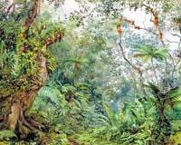 View in the Fernwalk, Jamaica