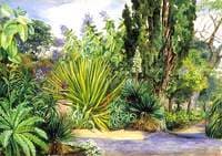 View in the Garden of Acclimatisation, Teneriffe