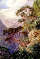 View of the Otira Gorge, New Zealand