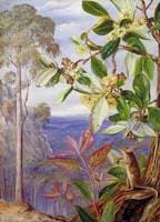 View over the Blue Mountains towards the Sea, New South Wales
