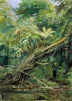 View under the Ferns at Gongo, Brazil