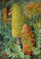 West Australian Shrubs