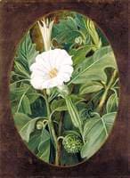 White-Flowered Thorn Apple