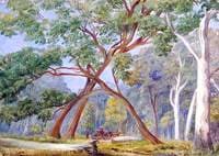 White Gum and Stringy-Bark Trees, New South Wales