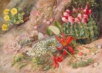 Wild Flowers and Fruits of the Salinas, Chili