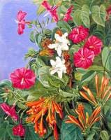 Wild Flowers at Morro Velho, Brazil