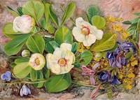 Wild Flowers of Brazil