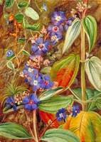 Wild Flowers of Casa Branca, Brazil