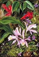Wild Flowers of Darjeeling, India