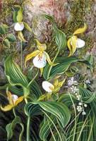 Wild Flowers of Simla, India