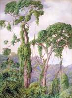 Yellow-Wood Trees and Creepers in the Perie Bush