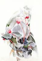 Cyclamen
