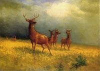 Deer in a Field