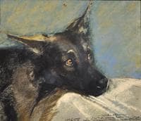 A Dog