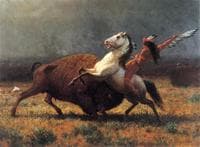 The Last of the Buffalo