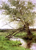 Cherry Tree