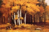 A Walk in the Woods