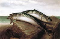 Prize Catch