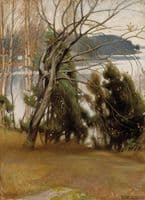 Sallow in Autumn