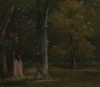 Trees in the Bois de Boulogne, Paris