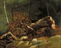 Fallen Branch