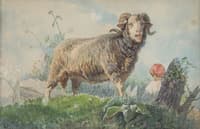 Sheep
