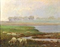 Sheep Grazing