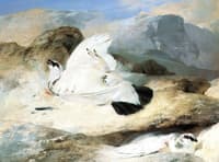 Ptarmigan