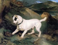 Portrait of a Terrier: The Property of Owen Williams, Esq.