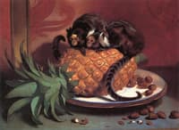 A Pair of Brazilian Monkeys, The Property of Her Majesty