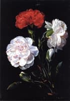 Carnations
