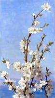 Study of Hawthorn Blossom, Capri