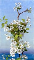 Study of Hawthorn Blossom, Capri