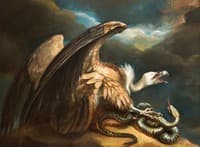 Vulture and Snake