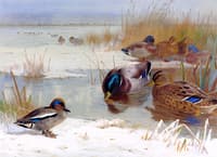 Mallard and a Teal in a Winter Landscape