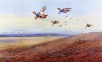 English Partridge in Flight, Red-legged Partridge below