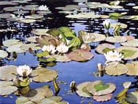 Water Lilies