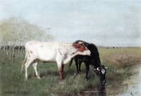 Cows in a Meadow