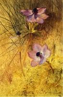 Florentine Wild Anemones