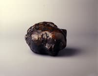 Head of a Child