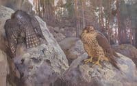 Falcons in the Forest