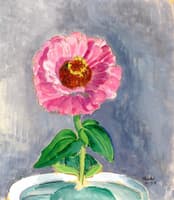 Zinnia